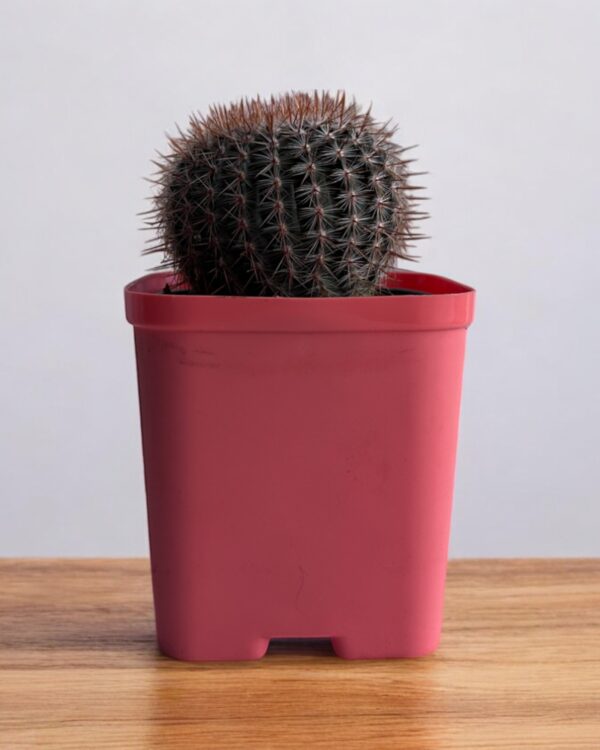 red noto cactus in a red pot