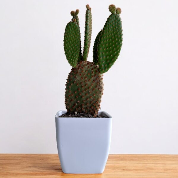 red bunny cactus in a white pot