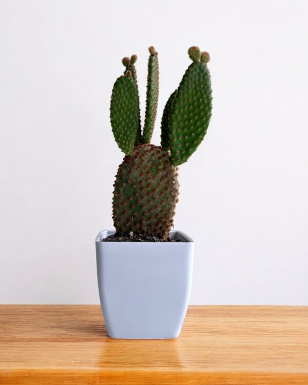 red bunny cactus in a white pot