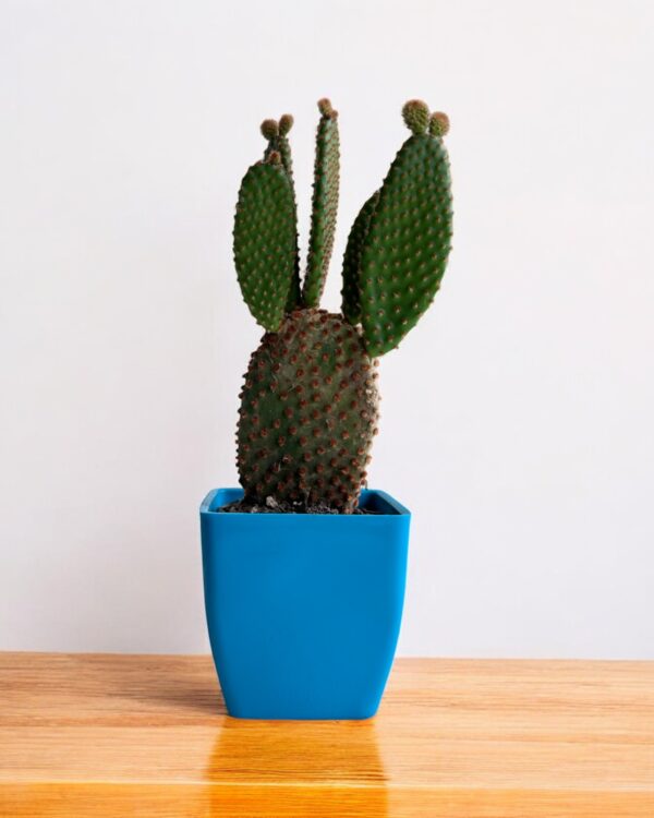 red bunny cactus in a blue pot