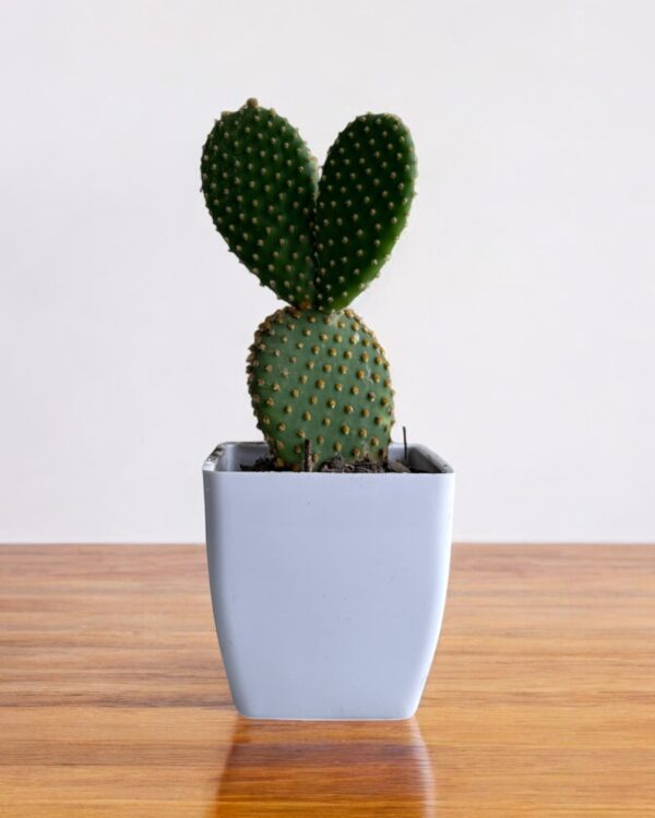 yellow bunny ear in a white pot