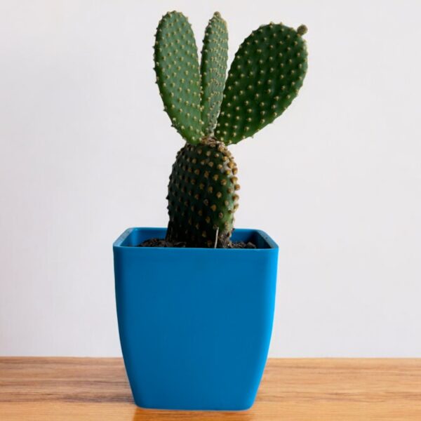 yellow bunny ear in a blue pot
