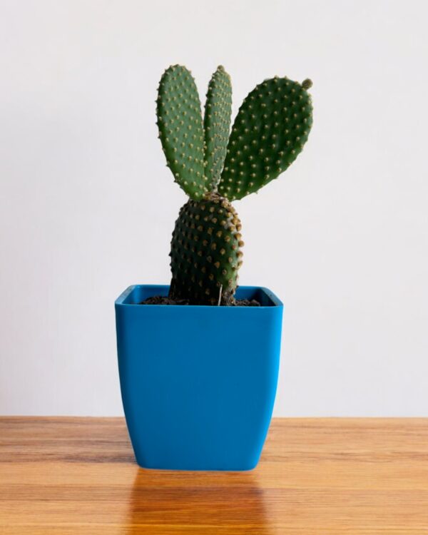 yellow bunny ear in a blue pot