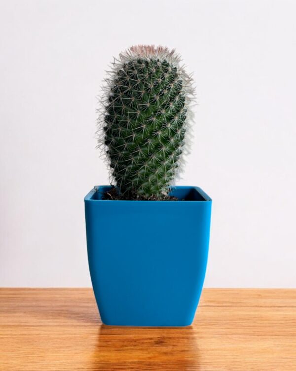mammillaria elongata in a blue pot