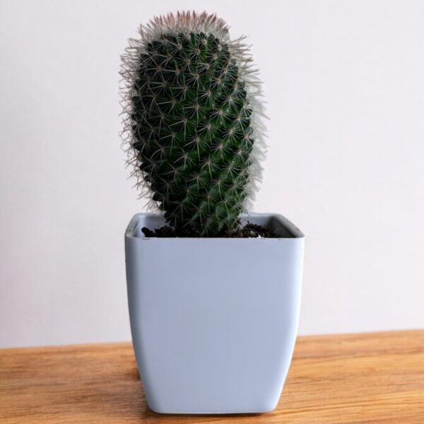 mammillaria elongata in a white pot