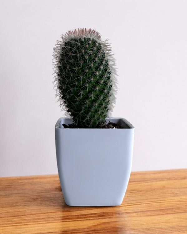 mammillaria elongata in a white pot