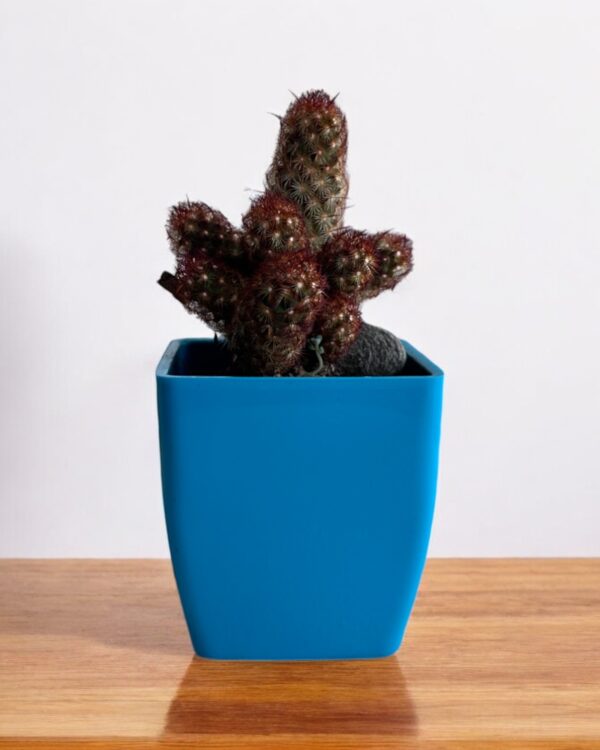 red copper king elongata in a blue pot