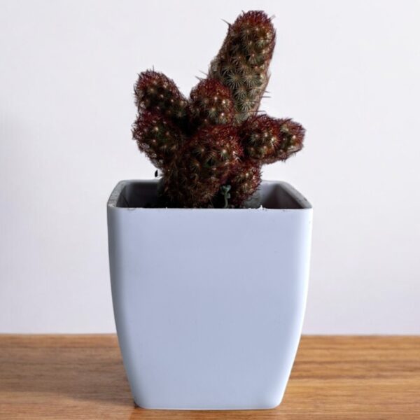 red copper king elongata in a white pot
