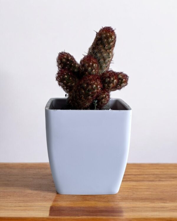 red copper king elongata in a white pot