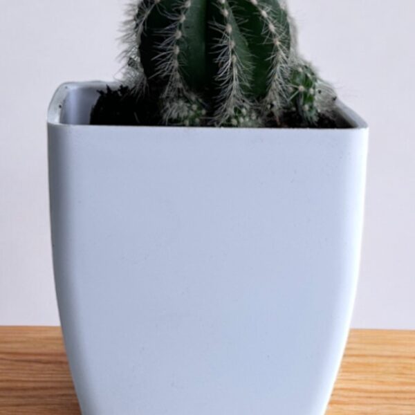 magnifica parodia in a white pot