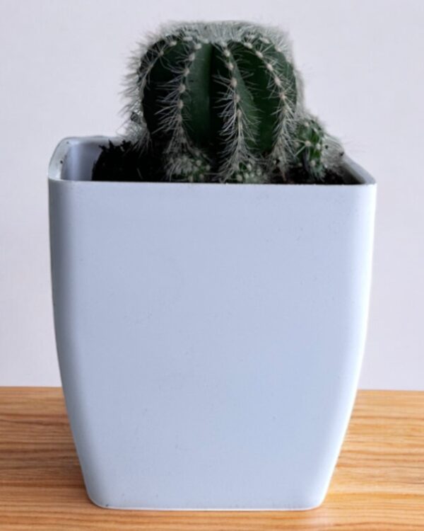 magnifica parodia in a white pot