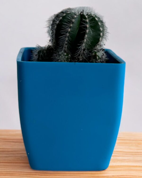 magnifica parodia in a blue pot