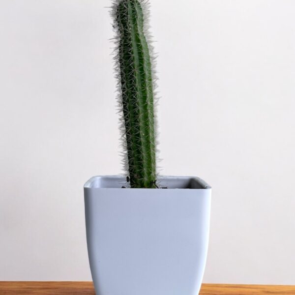 green elongata cactus in a white pot