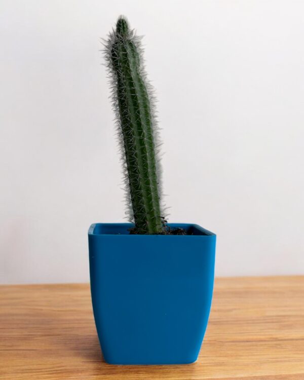 green elongata cactus in a blue pot
