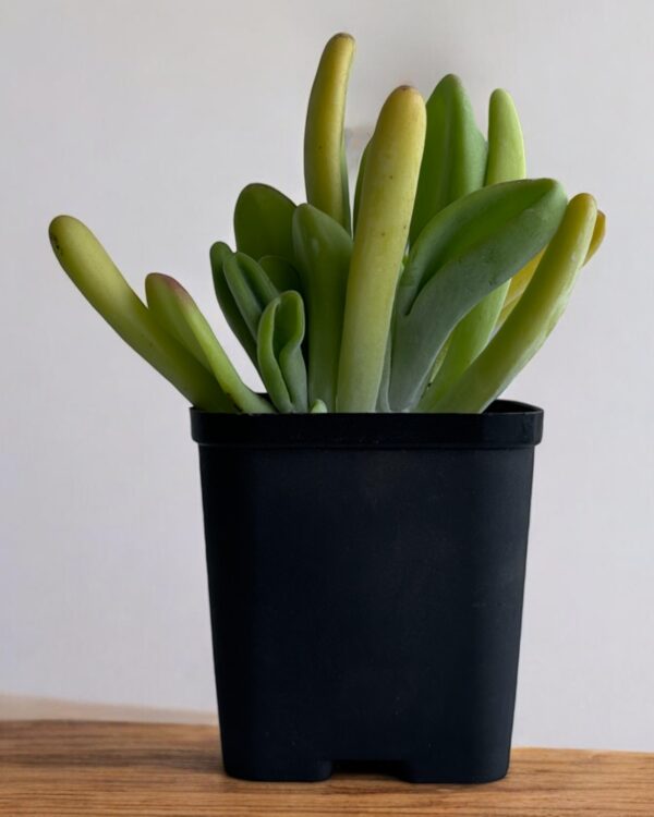 oricula luciea kalanchoe in a black pot