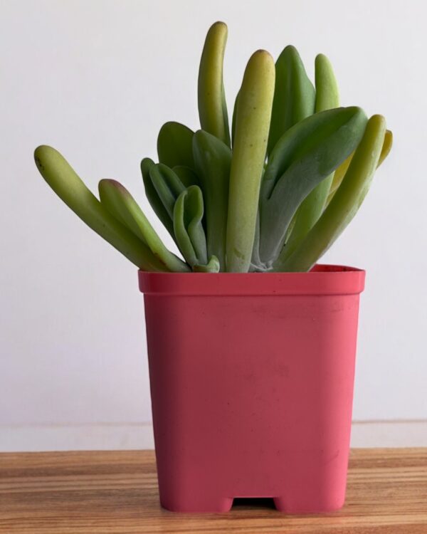 oricula luciea kalanchoe in a red pot