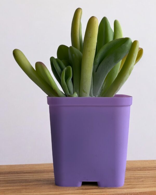 oricula luciea kalanchoe in a purple pot