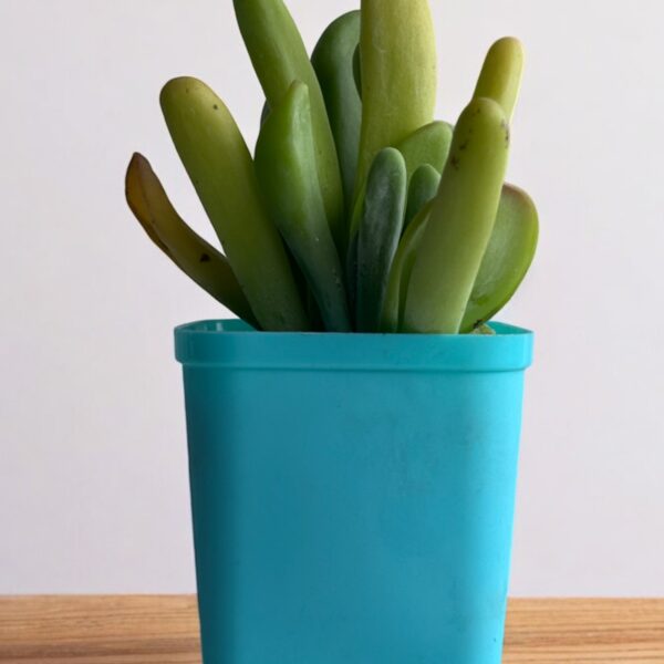 oricula luciea kalanchoe in a blue pot
