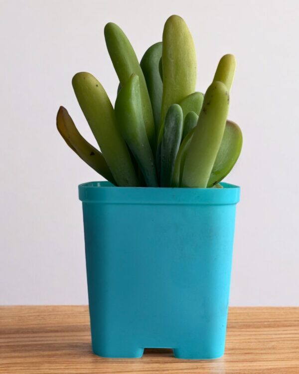 oricula luciea kalanchoe in a blue pot
