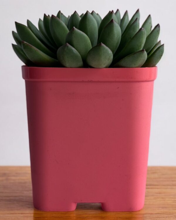 echeveria in a red pot