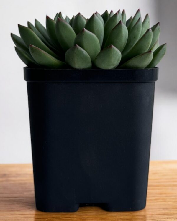 echeveria in a black pot