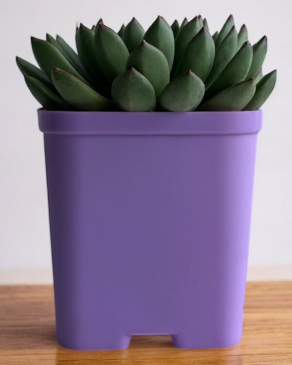 echeveria in a purple pot