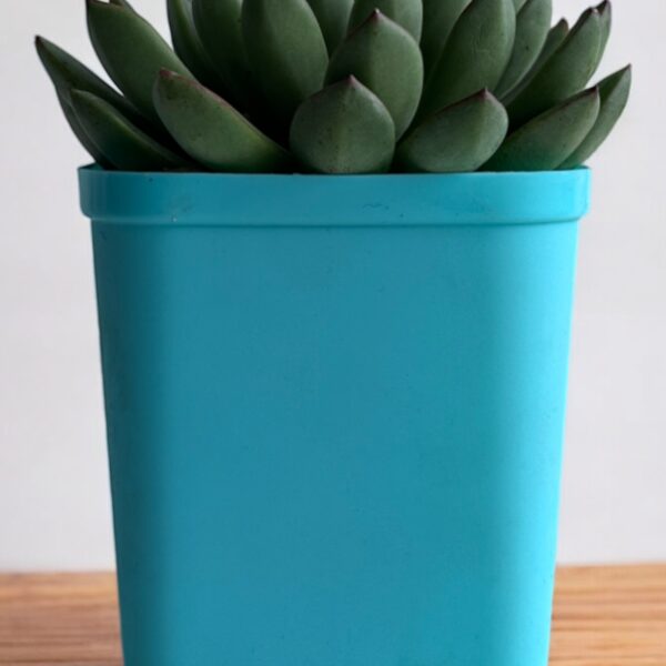 echeveria in a blue pot