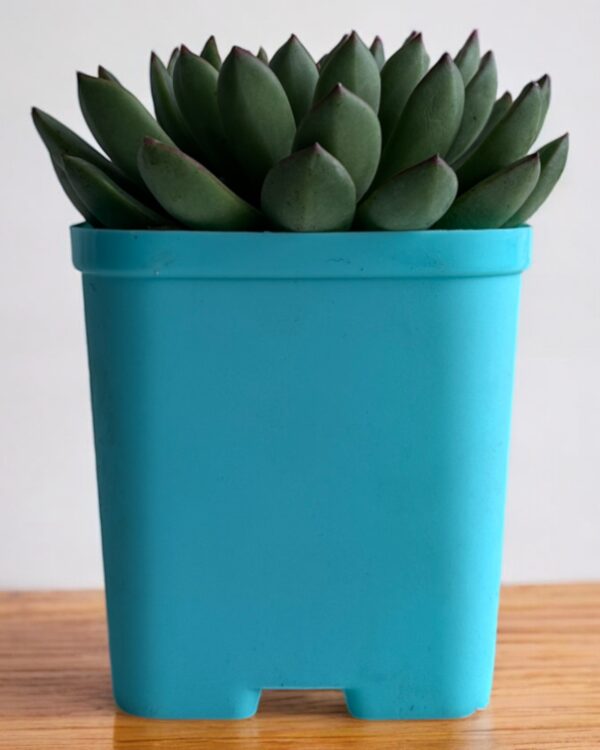 echeveria in a blue pot