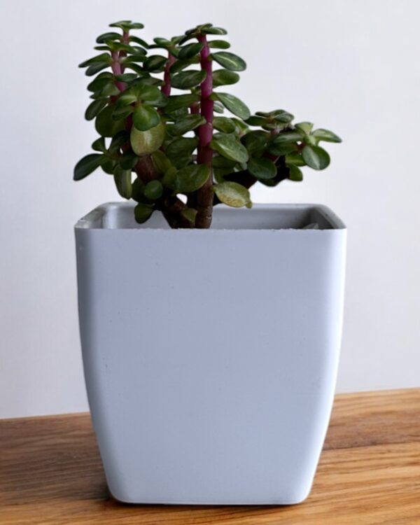 afra pink mini jade in a white pot