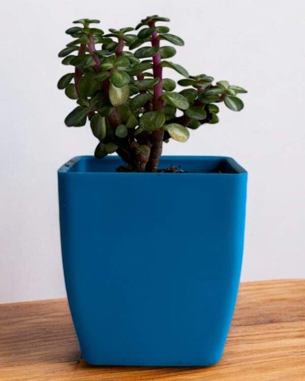 afra pink mini jade in a blue pot