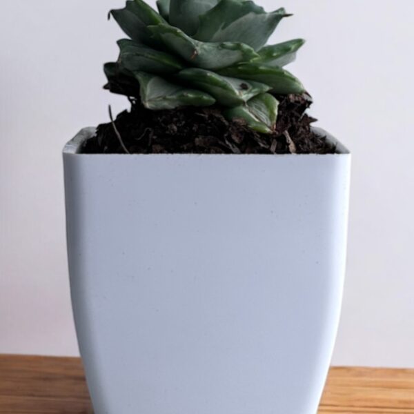 white agave variegated in a white pot