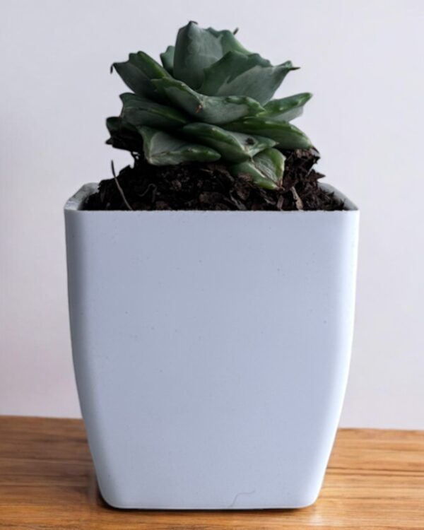 white agave variegated in a white pot