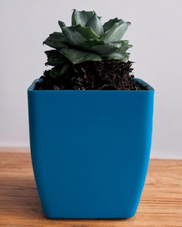 white agave variegated in a blue pot