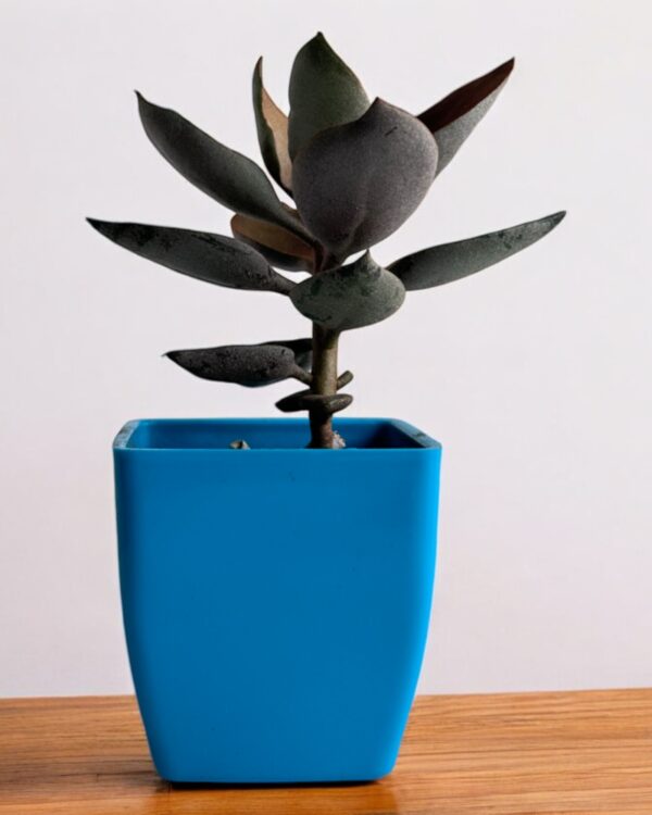 copper spoon kalanchoe dwarf in a blue pot