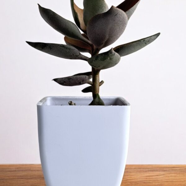 copper spoon kalanchoe dwarf in a white pot