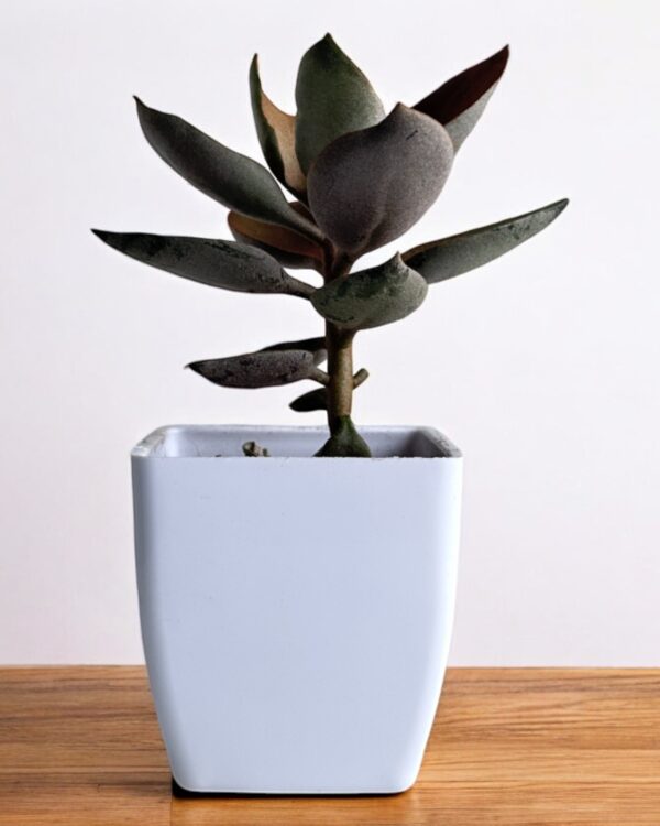 copper spoon kalanchoe dwarf in a white pot
