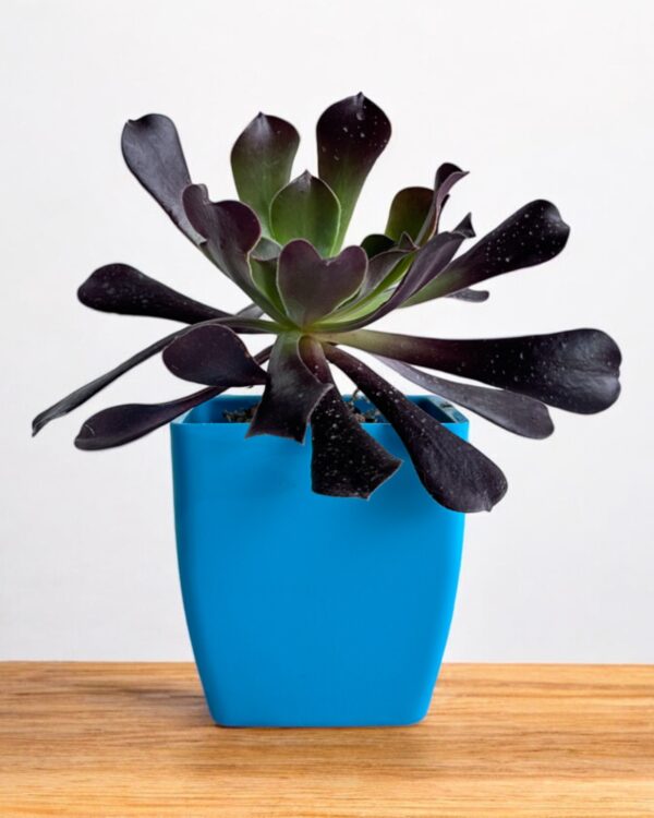 black aeonium in a blue pot