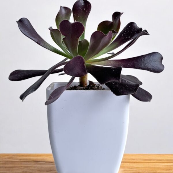 black aeonium in a white pot