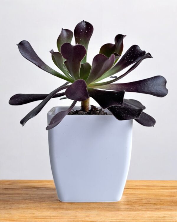 black aeonium in a white pot