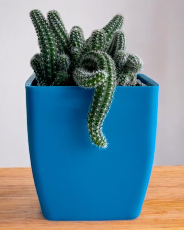 peanut cactus in a blue pot