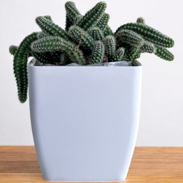 peanut cactus in a white pot