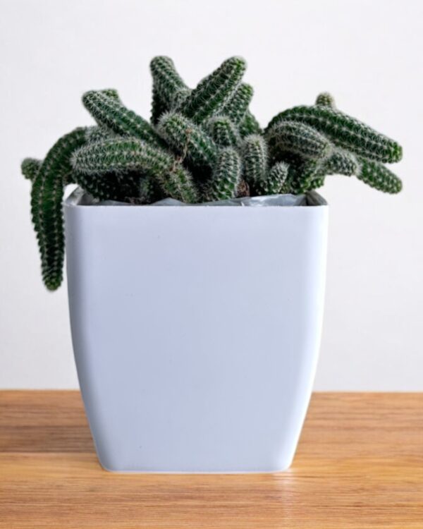 peanut cactus in a white pot