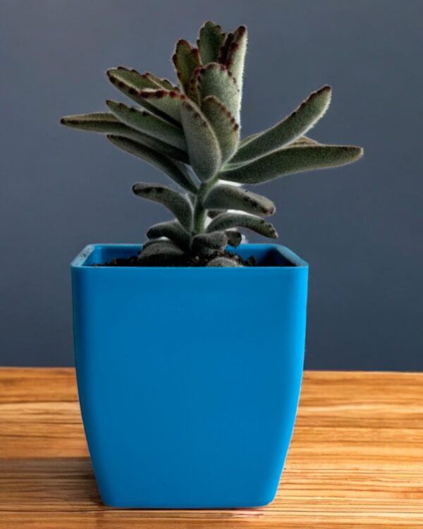 panda tomentosa in a blue pot