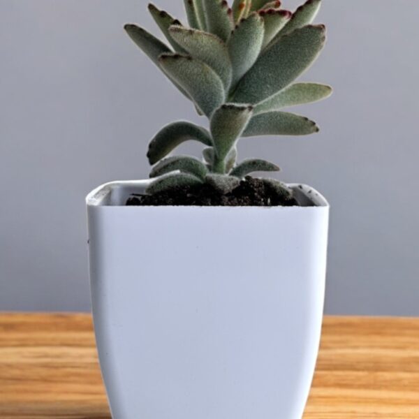 panda tomentosa in a white pot