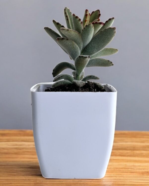 panda tomentosa in a white pot