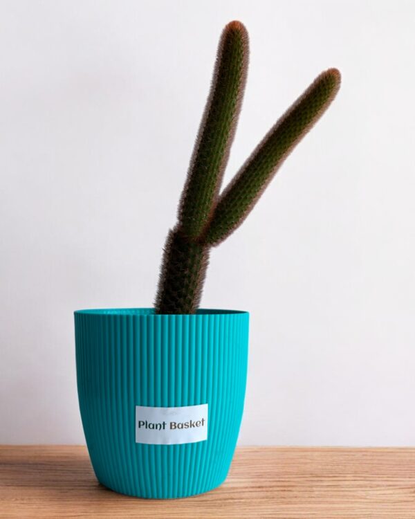 red monkey tail in a blue pot