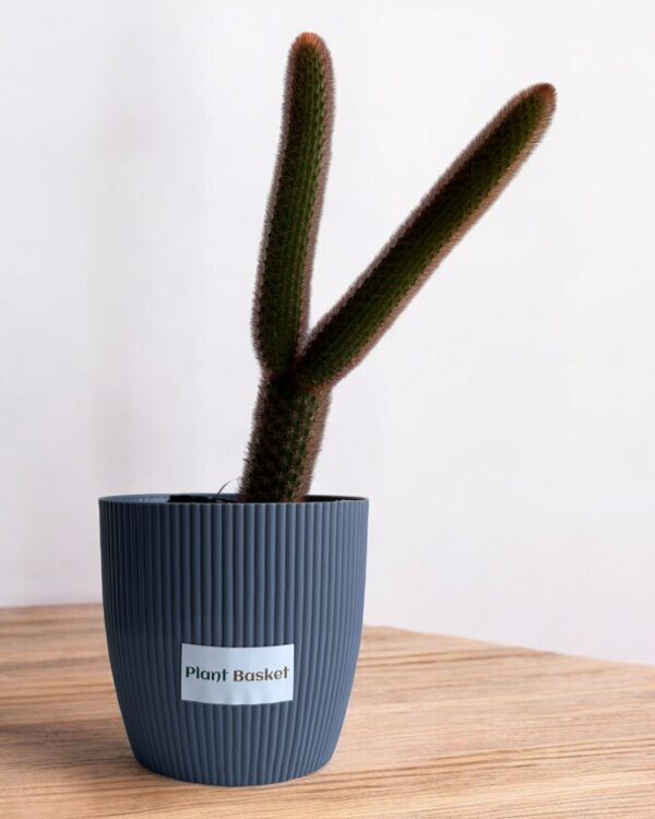 red monkey tail in a grey pot