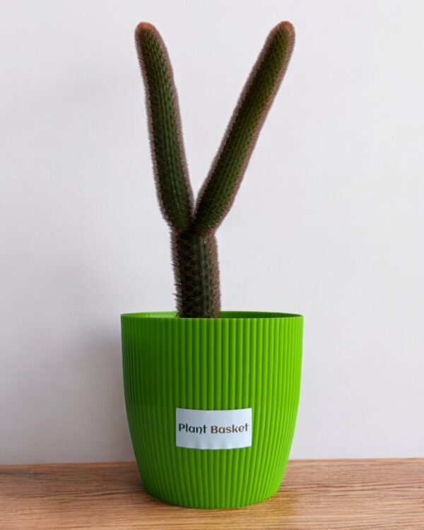 red monkey tail in a green pot