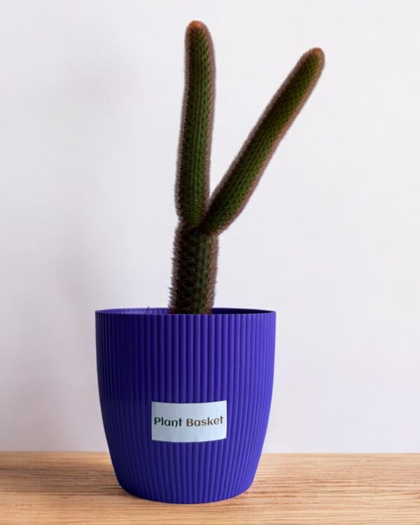red monkey tail in a purple pot