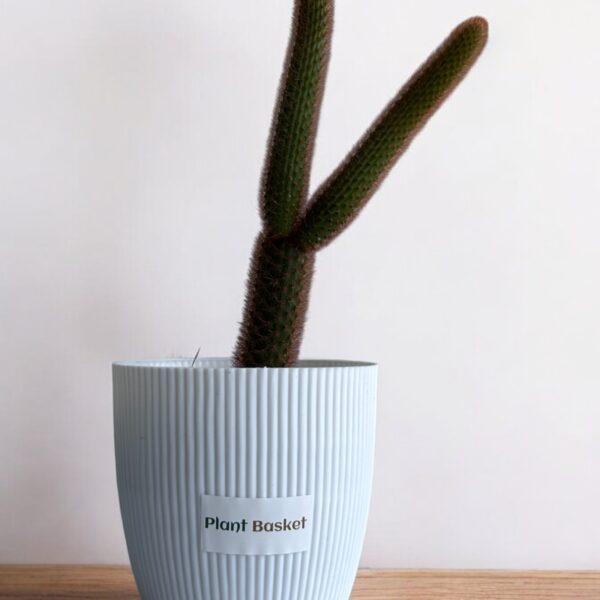 red monkey tail in a white pot